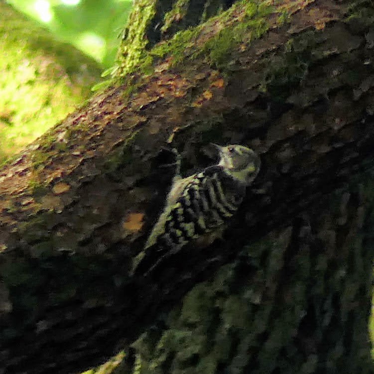 Japanese Pygmy Woodpecker - ML642652776