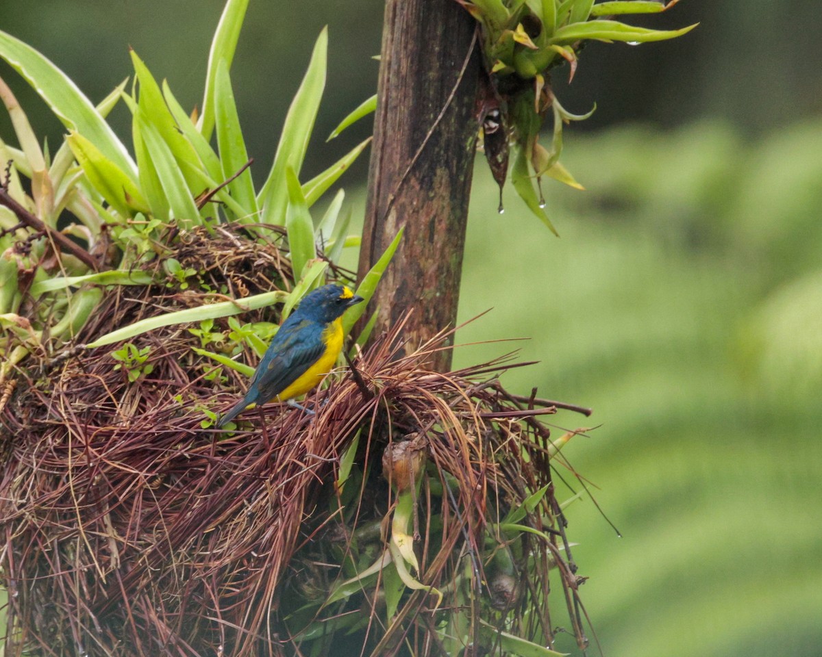 Yellow-throated Euphonia - ML642652777