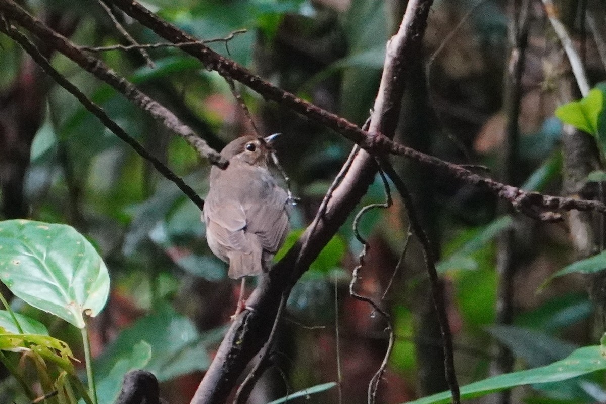 Swainson's Thrush - ML642652807