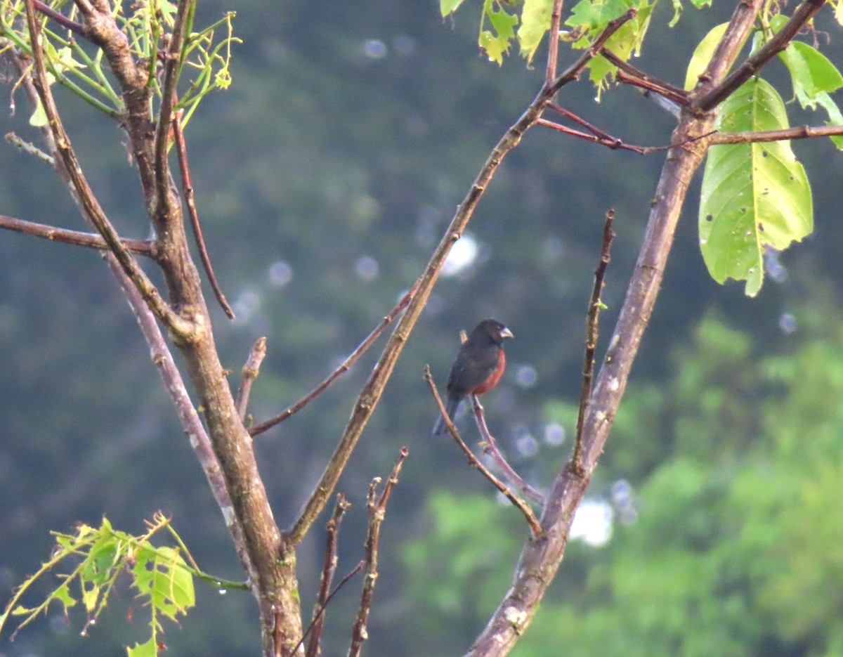 Chestnut-bellied Seed-Finch - ML642652816