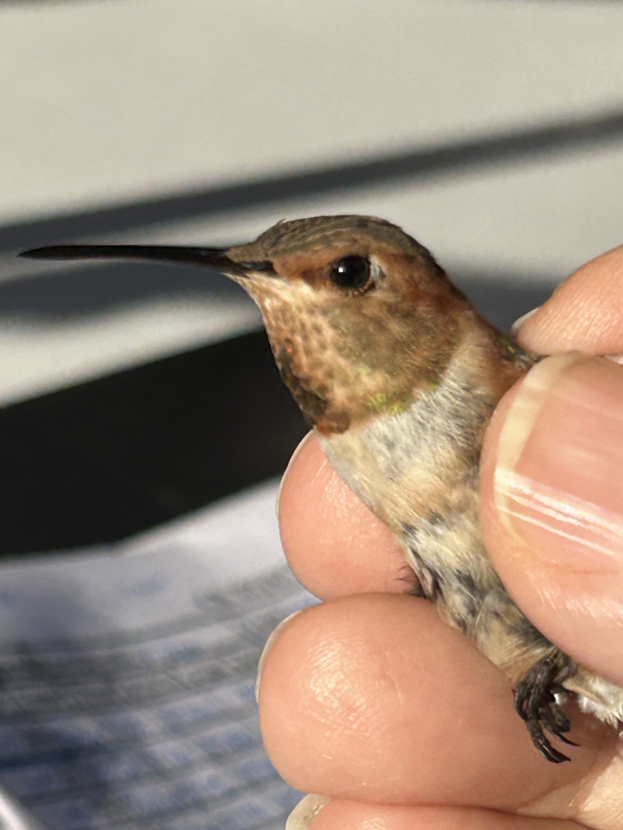 Allen's Hummingbird - ML642652829