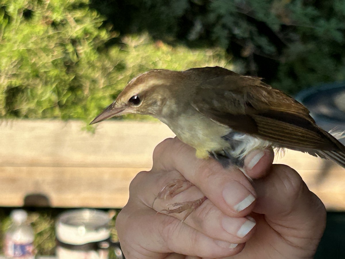 Swainson's Warbler - ML642652841