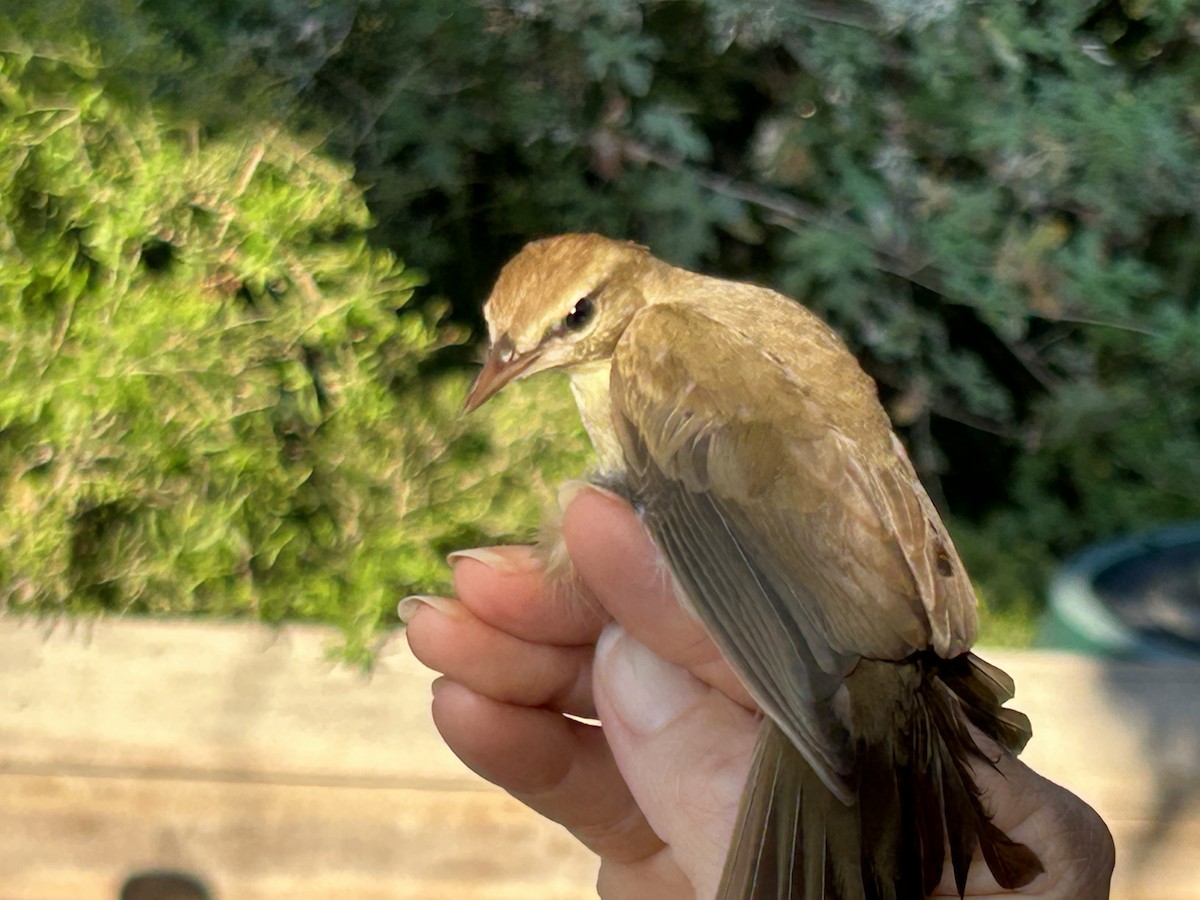 Swainson's Warbler - ML642652842