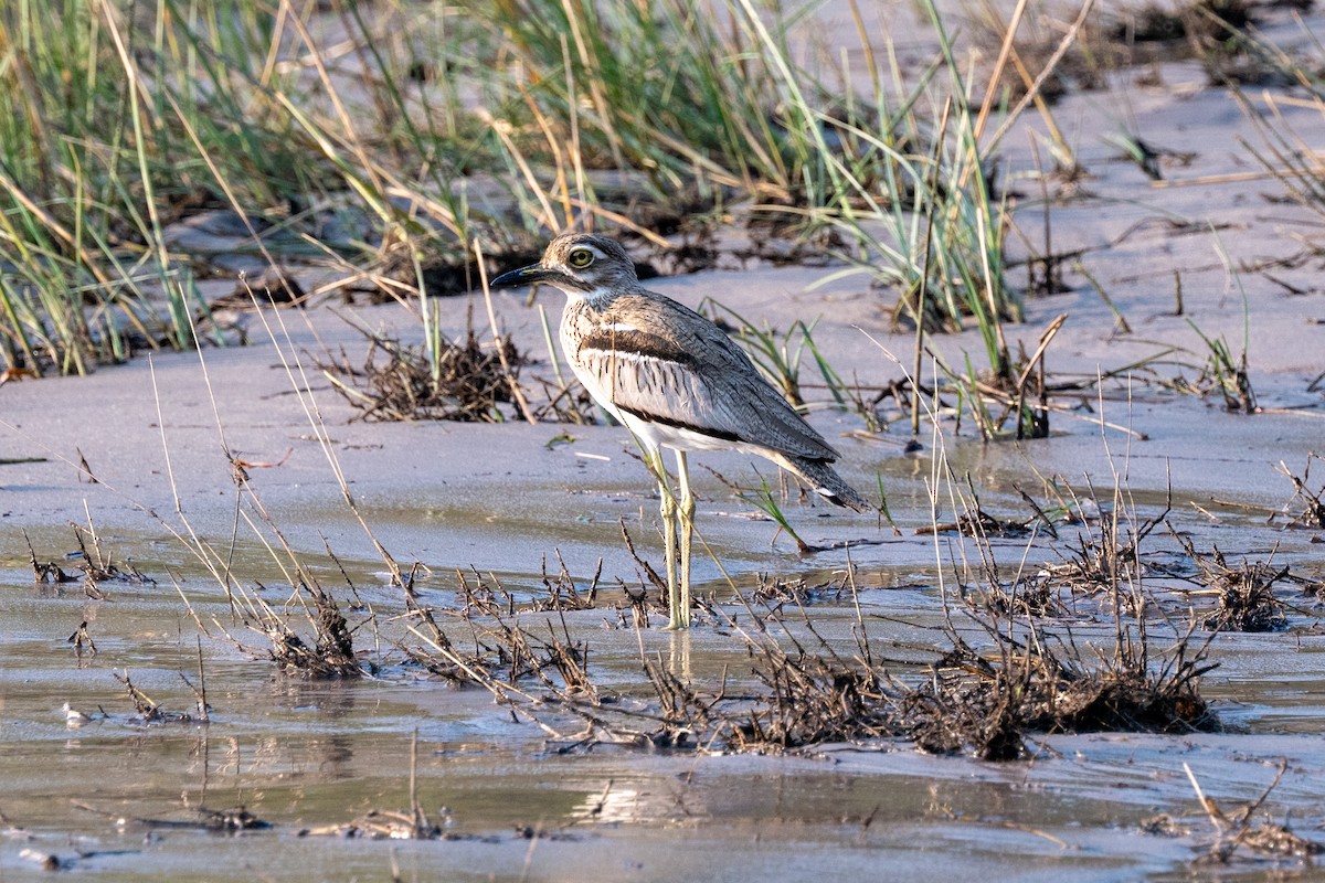 Water Thick-knee - ML642652862
