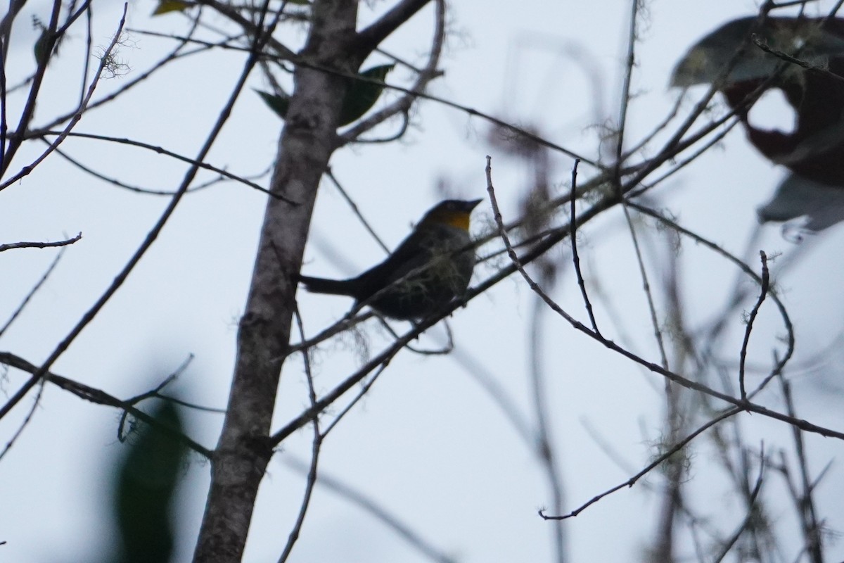 Purplish-mantled Tanager - ML642652863