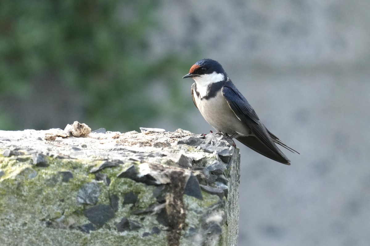 White-throated Swallow - ML642652869