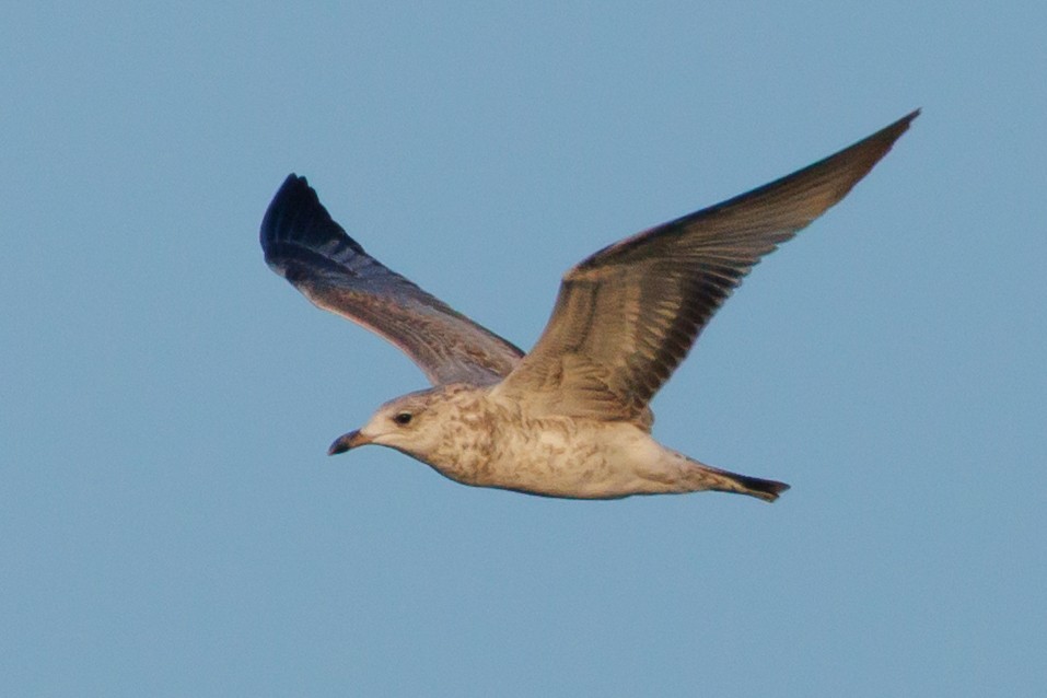 Ring-billed Gull - ML642652872