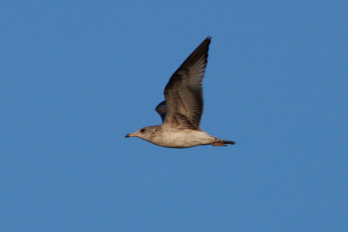 Ring-billed Gull - ML642652874