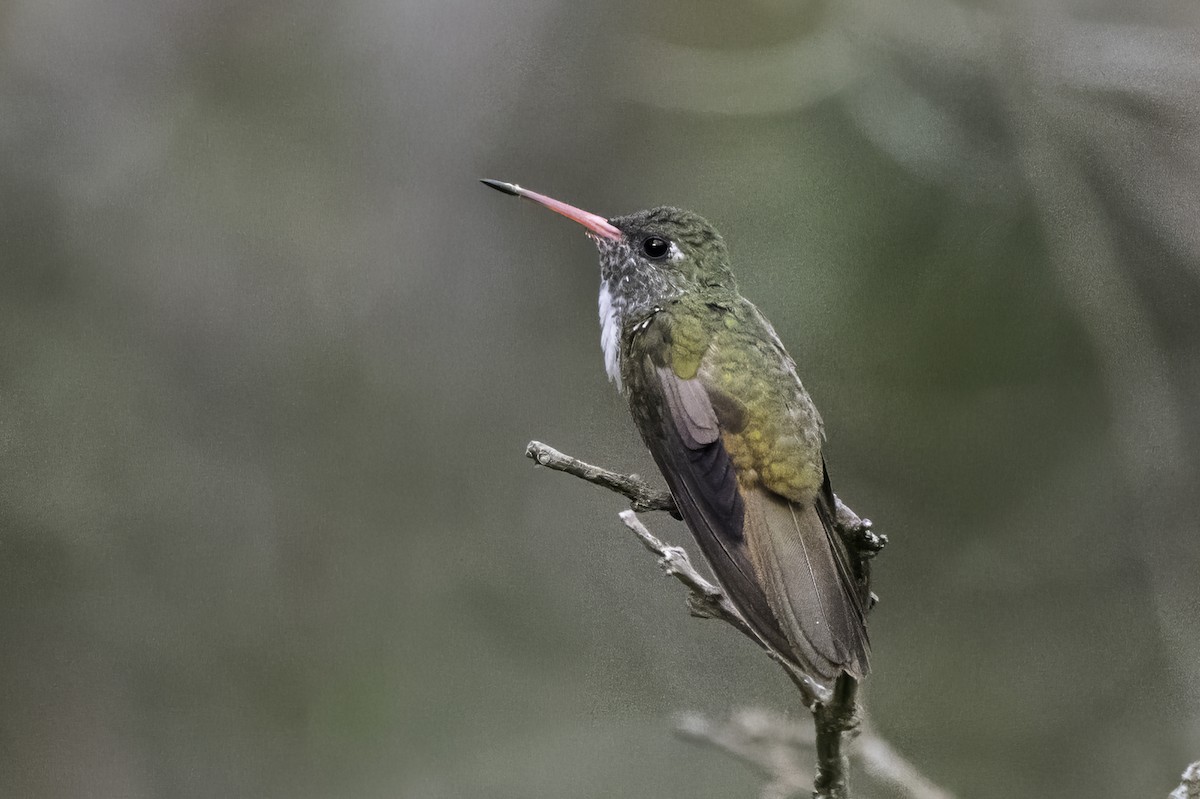 Amazilia Hummingbird - ML642652889