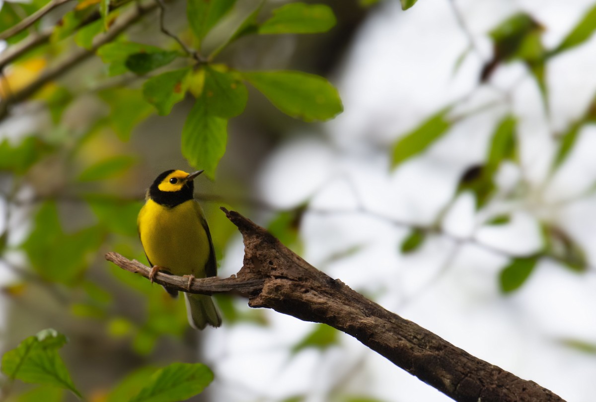 Hooded Warbler - ML642652894