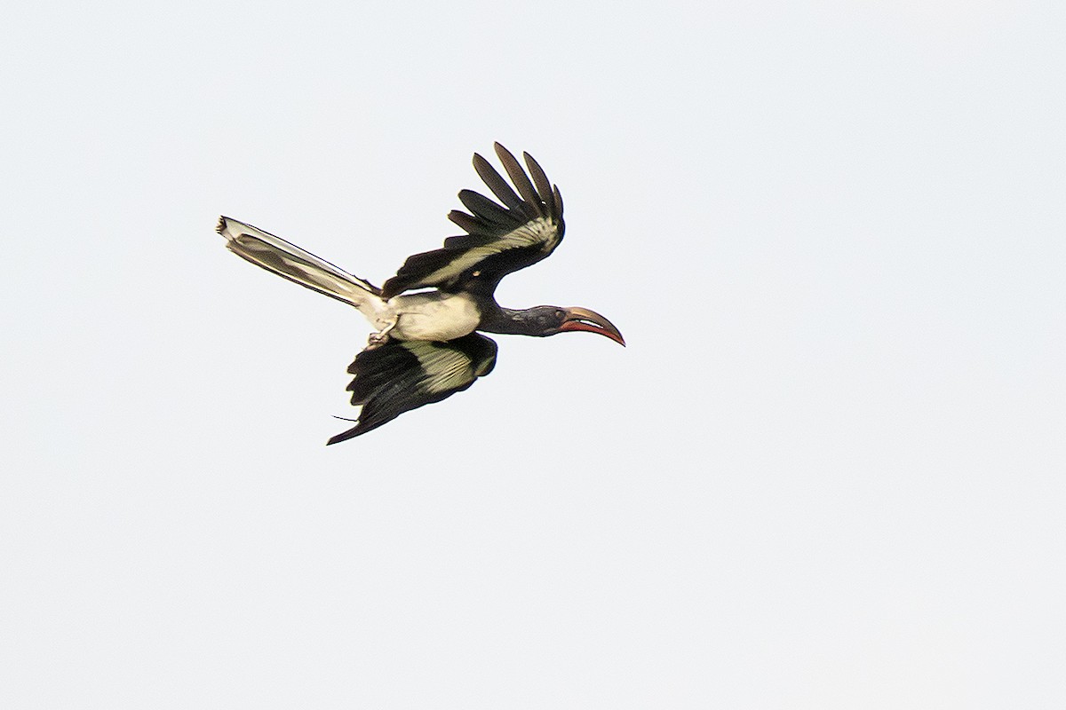 Hemprich's Hornbill - ML642652902