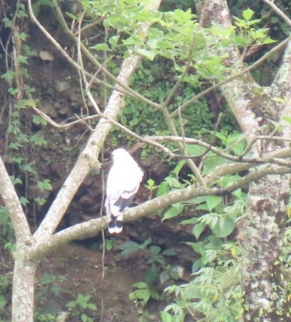 White Hawk - ML642652908