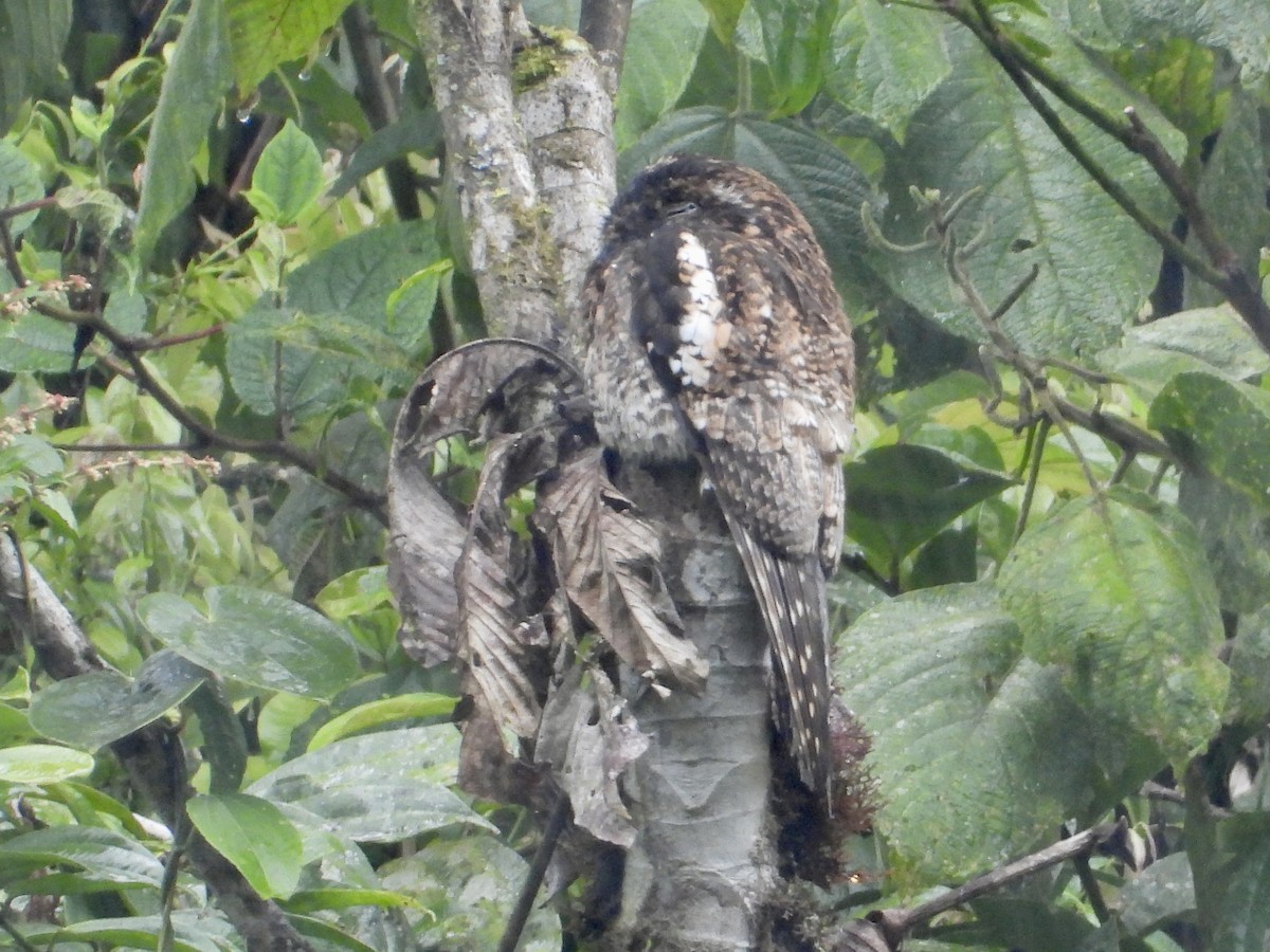 Andean Potoo - ML642652909