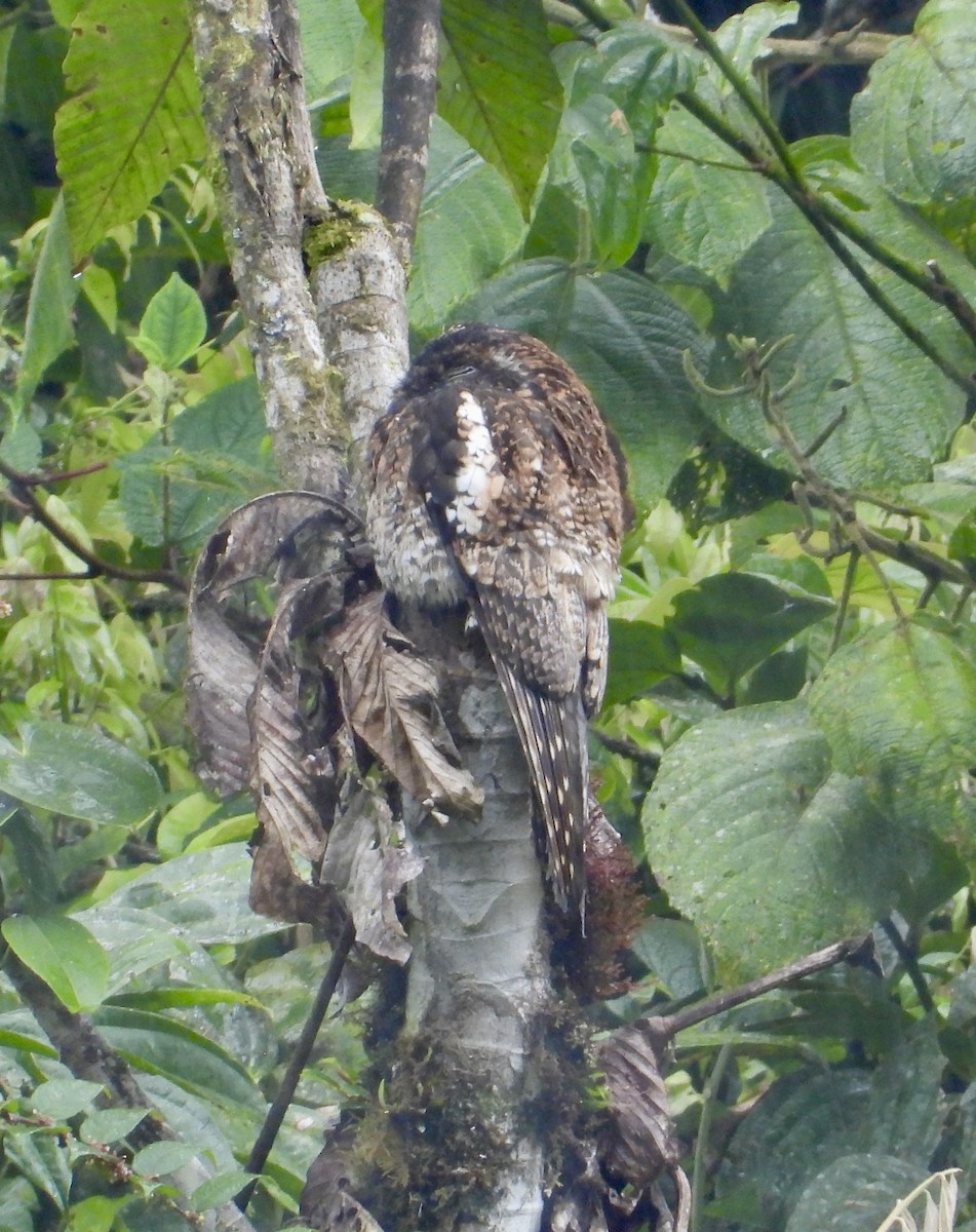 Andean Potoo - ML642652910
