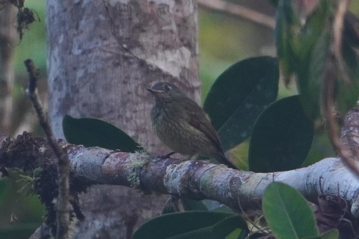 Olive-striped Flycatcher - ML642652916