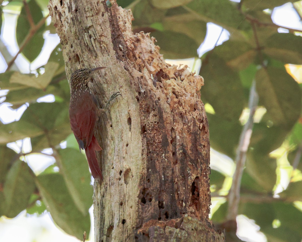 Streak-headed Woodcreeper - ML642652933