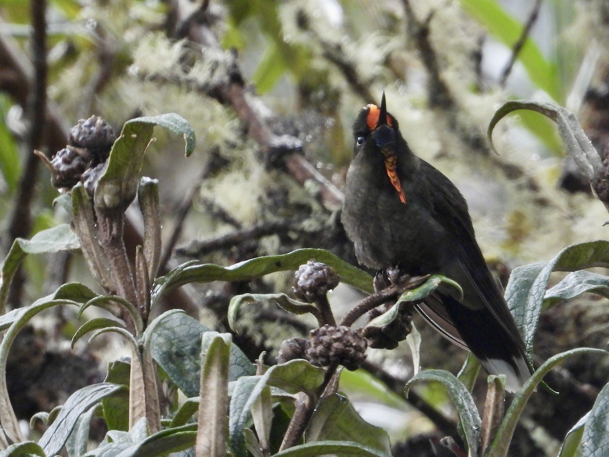 Rainbow-bearded Thornbill - ML642652940