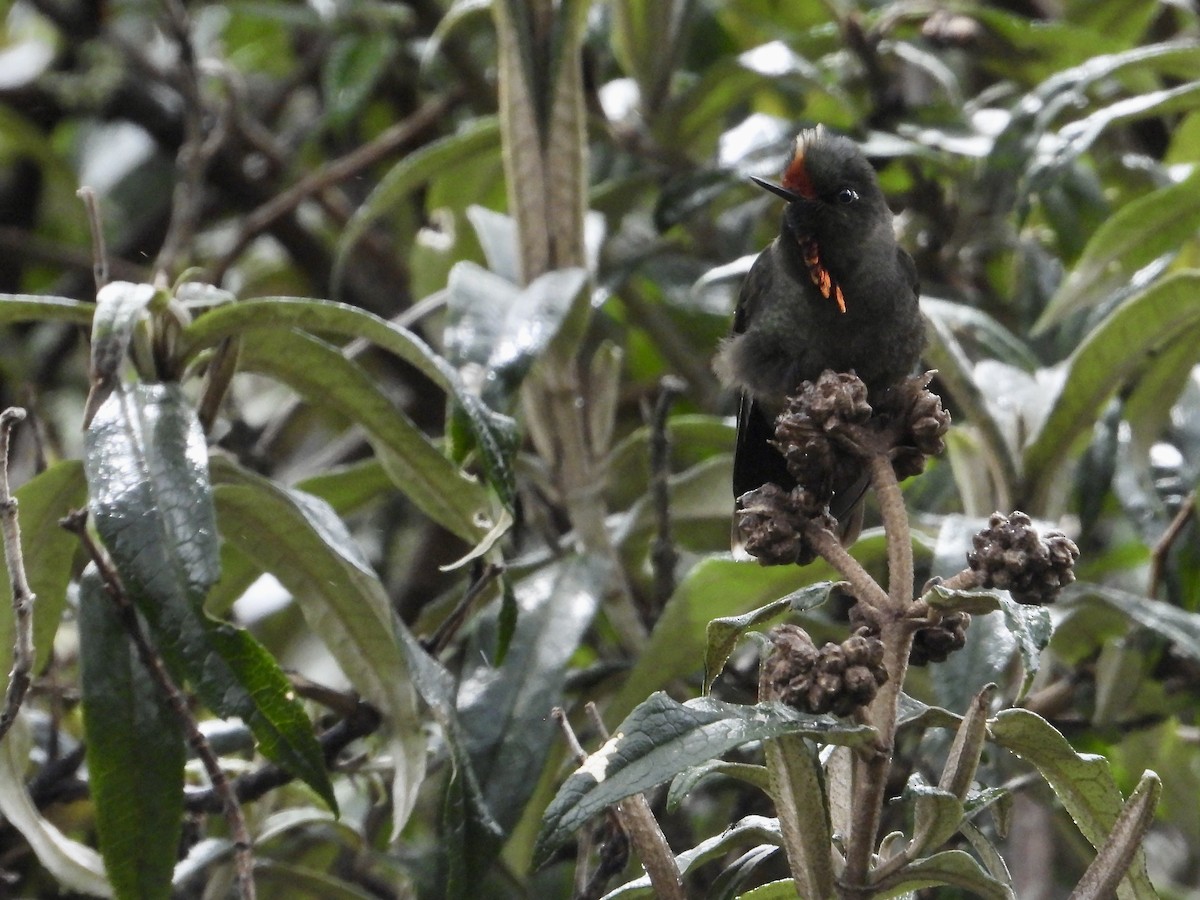 Rainbow-bearded Thornbill - ML642652941