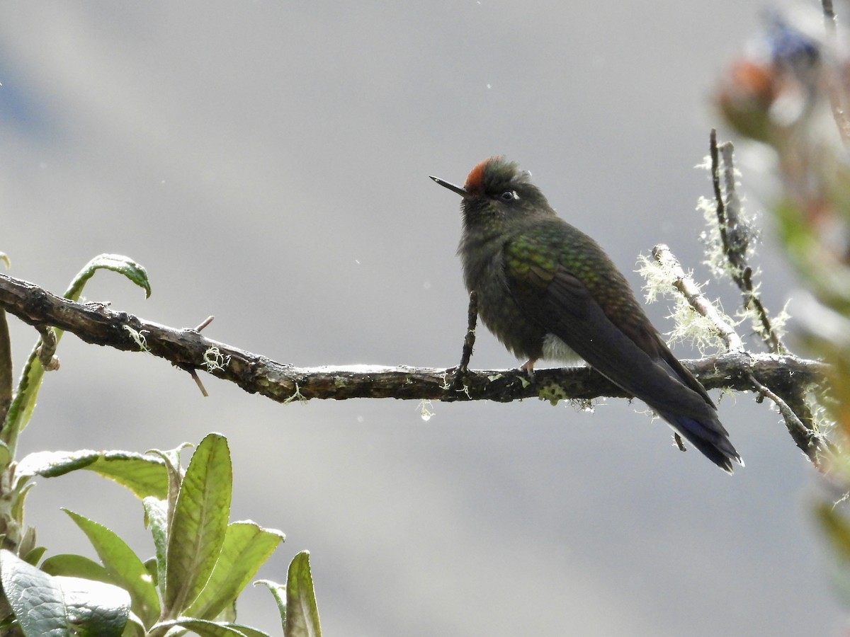 Rainbow-bearded Thornbill - ML642652943