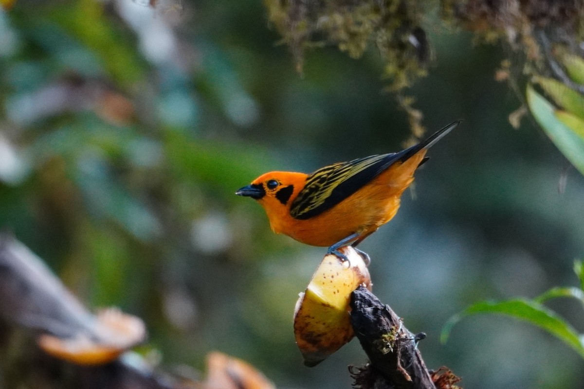 Golden Tanager - ML642652952