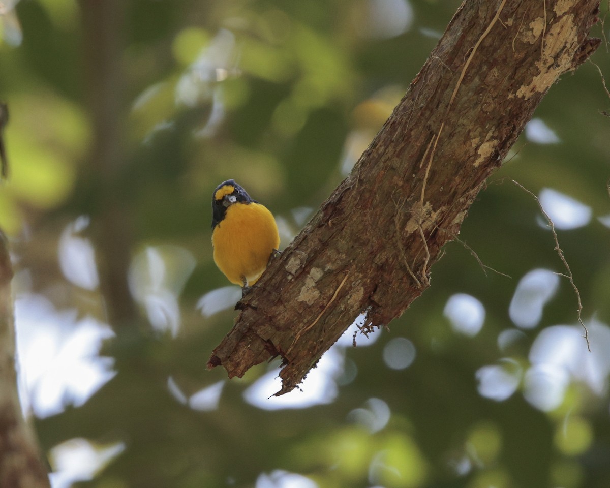 Yellow-throated Euphonia - ML642652953