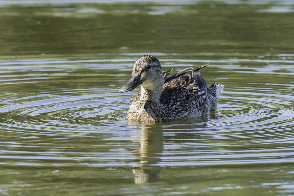 Mallard - ML642653011