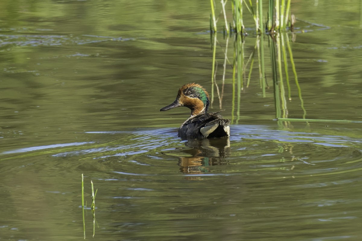 Green-winged Teal - ML642653017