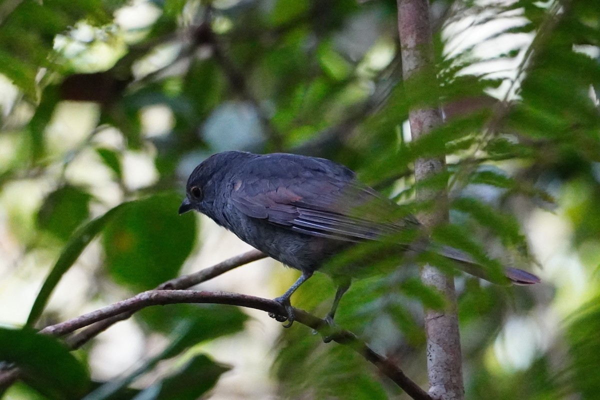 Chestnut-capped Piha - ML642653022
