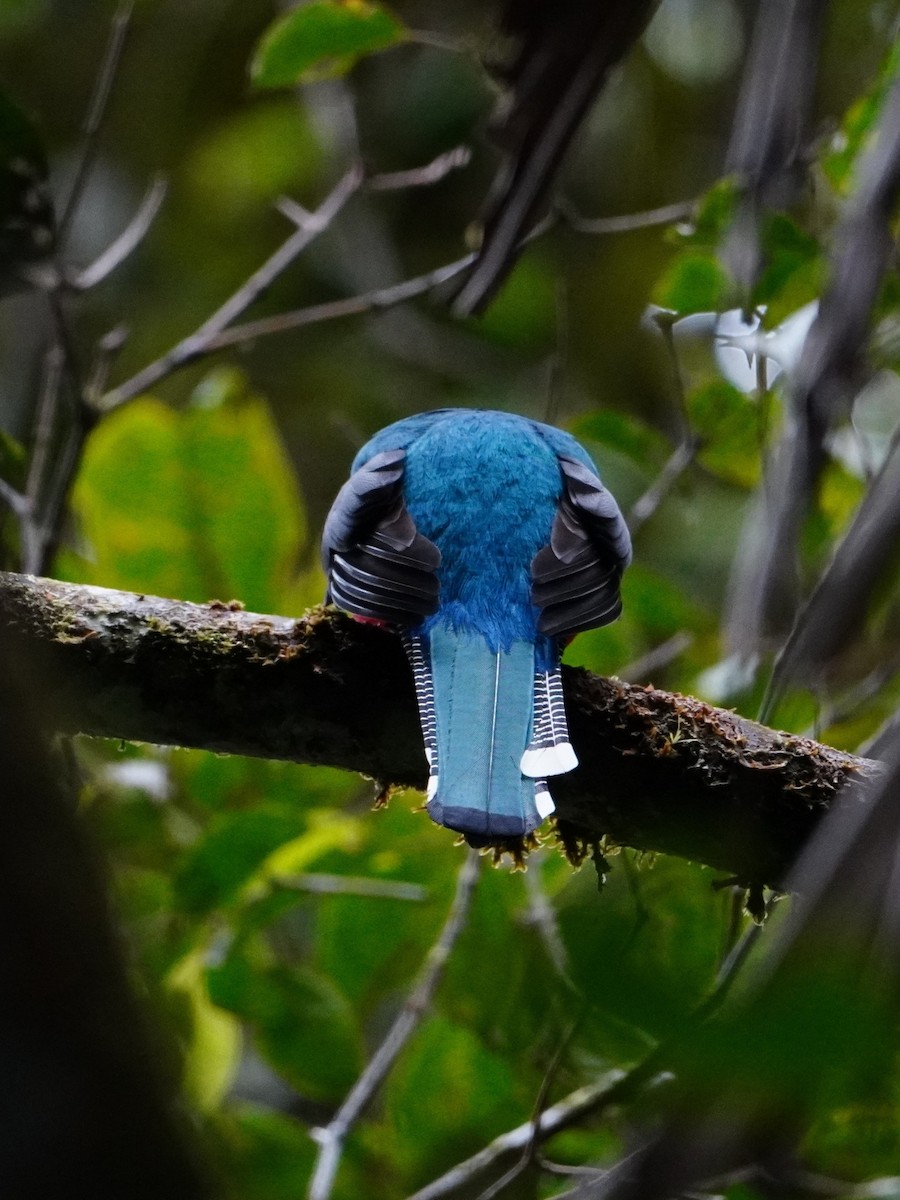 Collared Trogon - ML642653026