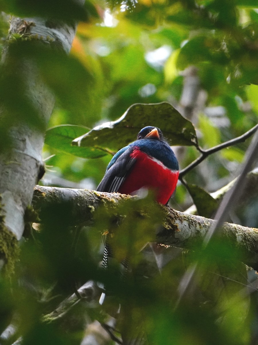 Collared Trogon - ML642653027