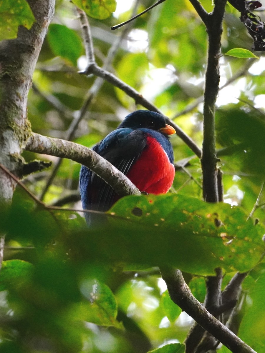 Collared Trogon - ML642653028