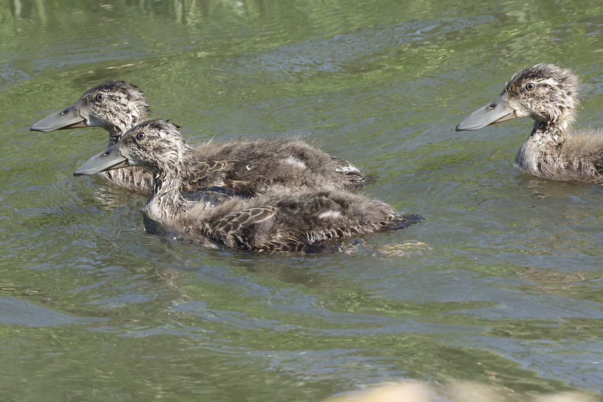 Cape Shoveler - ML642653063