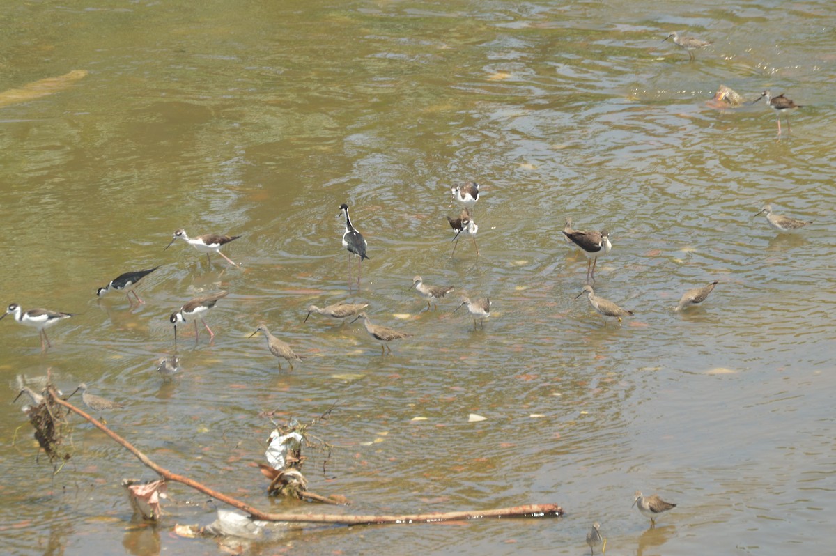 Black-necked Stilt - ML642653077
