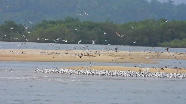 Great Crested Tern - ML642653107