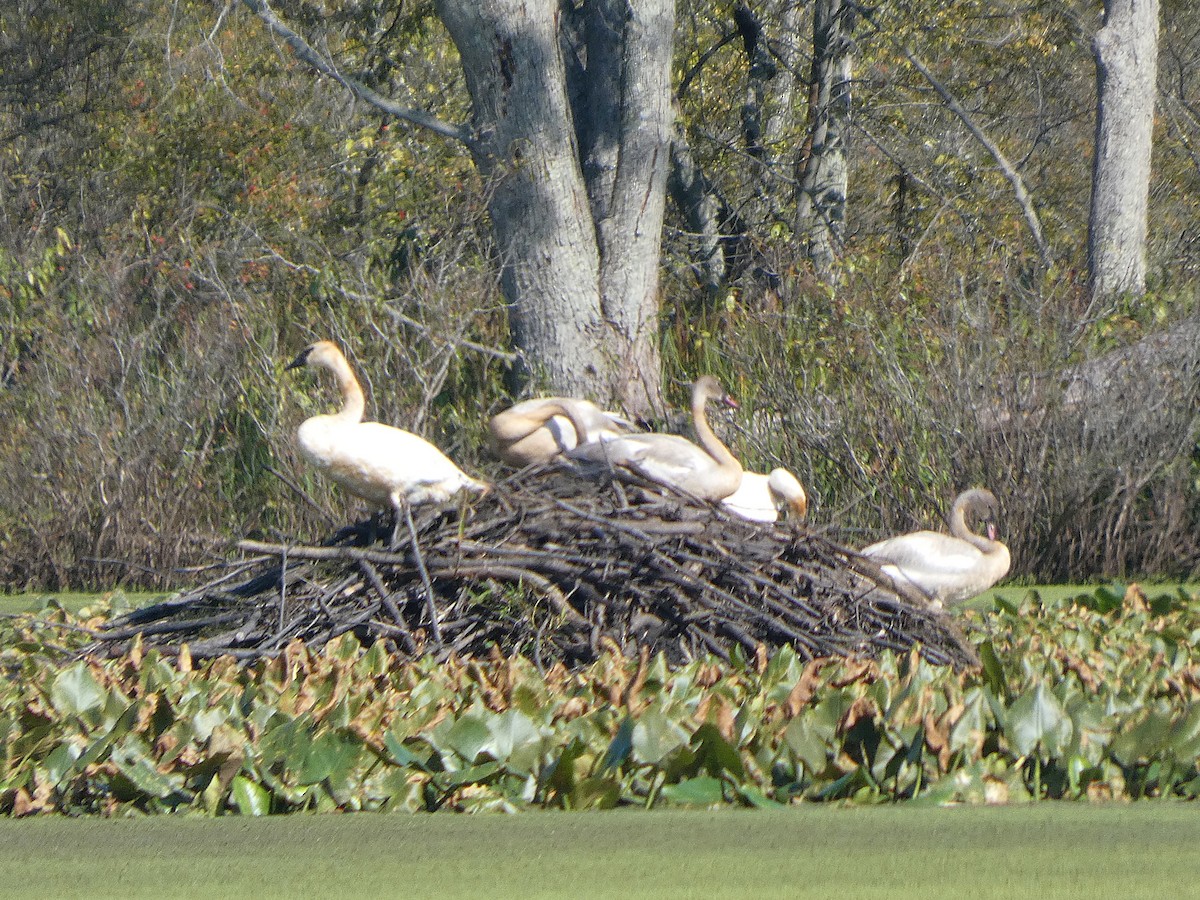 Trumpeter Swan - ML642653109