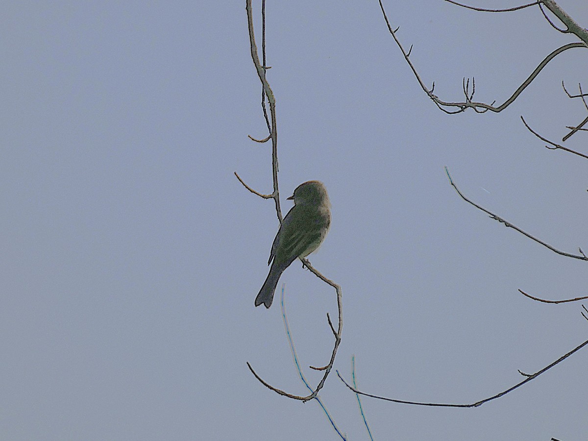 פיבי מזרחית - ML642653127