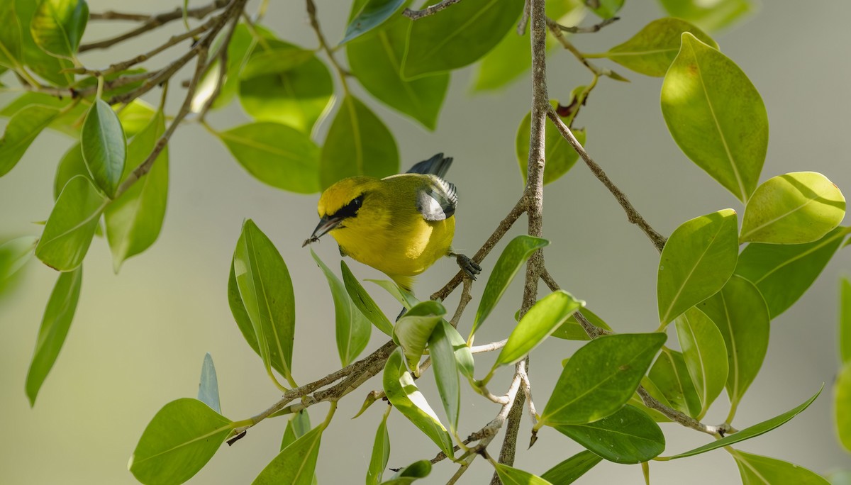 Blue-winged Warbler - ML642653129