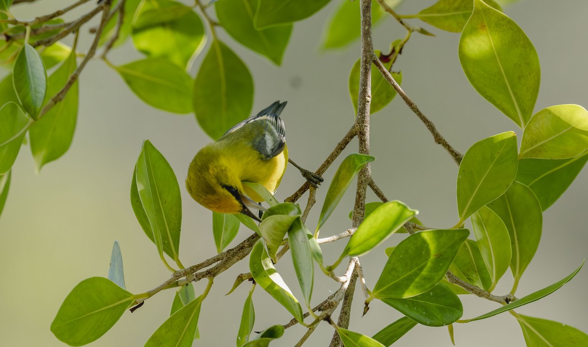 Blue-winged Warbler - ML642653131