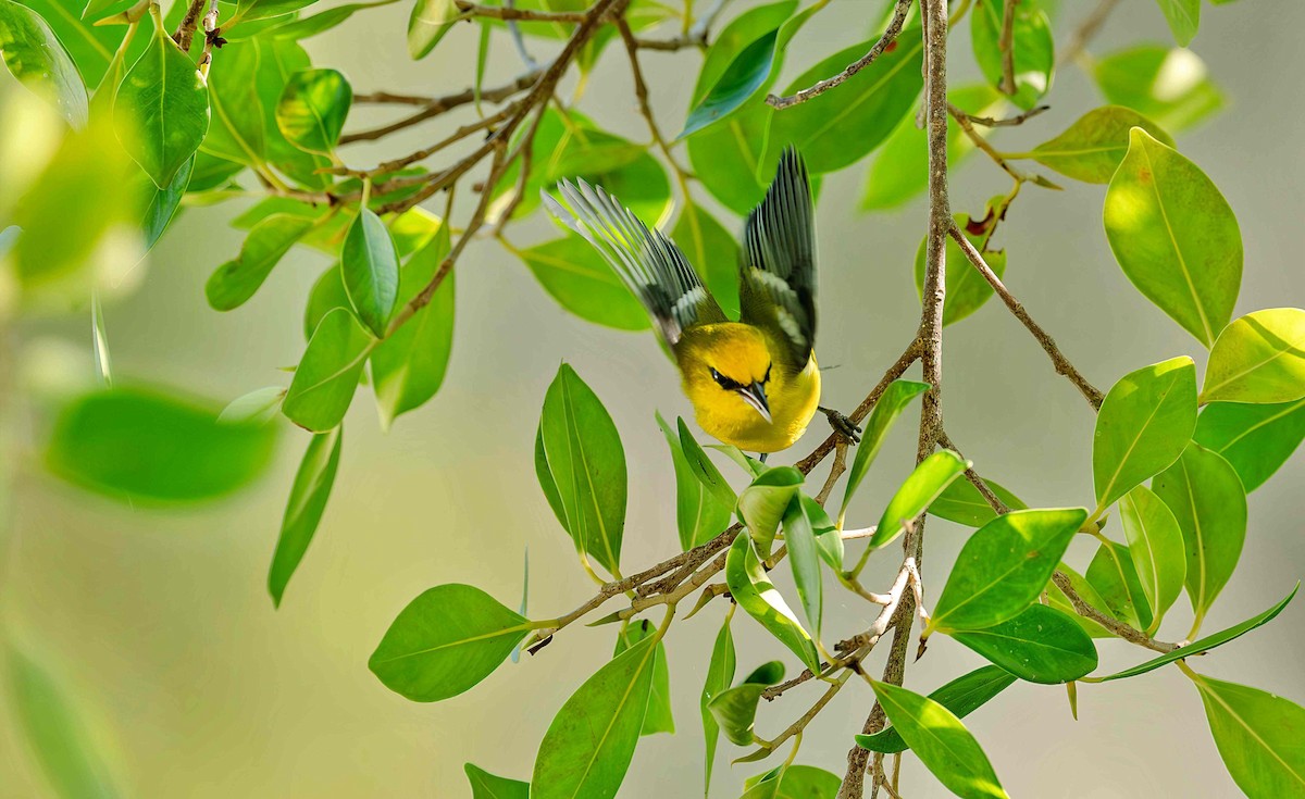 Blue-winged Warbler - ML642653136