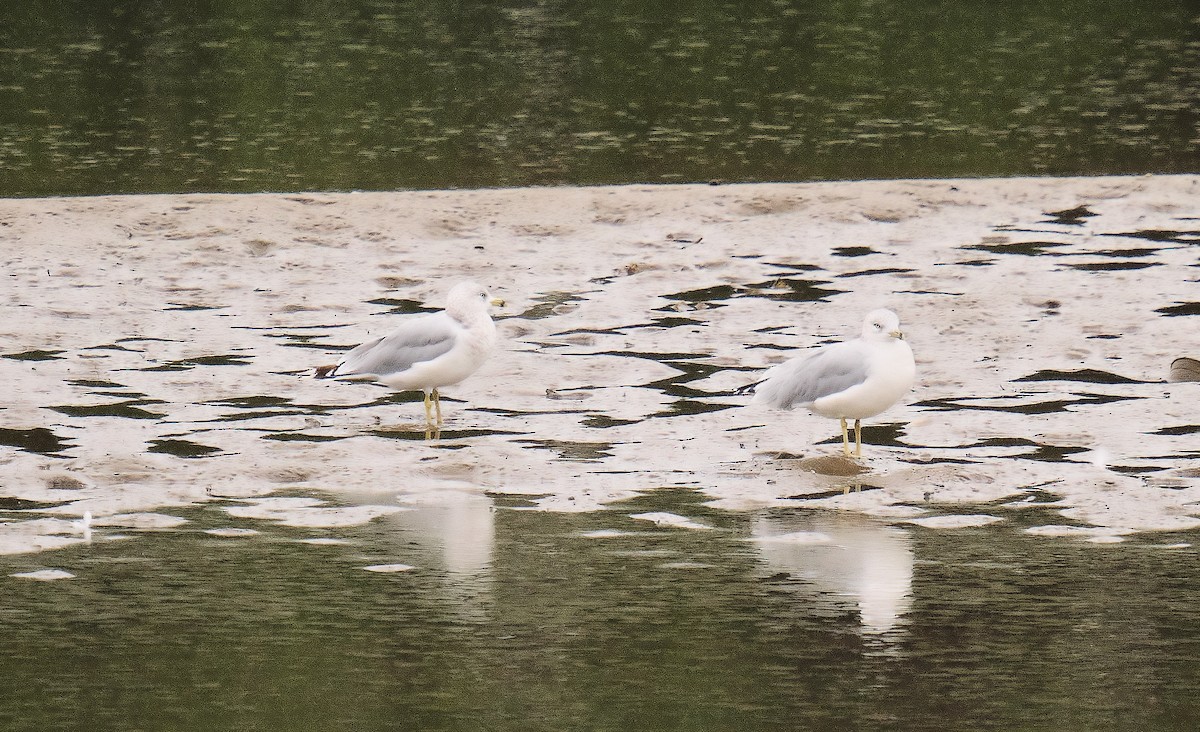 Ring-billed Gull - ML642653137