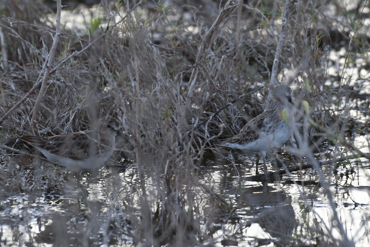 Baird's Sandpiper - ML642653139