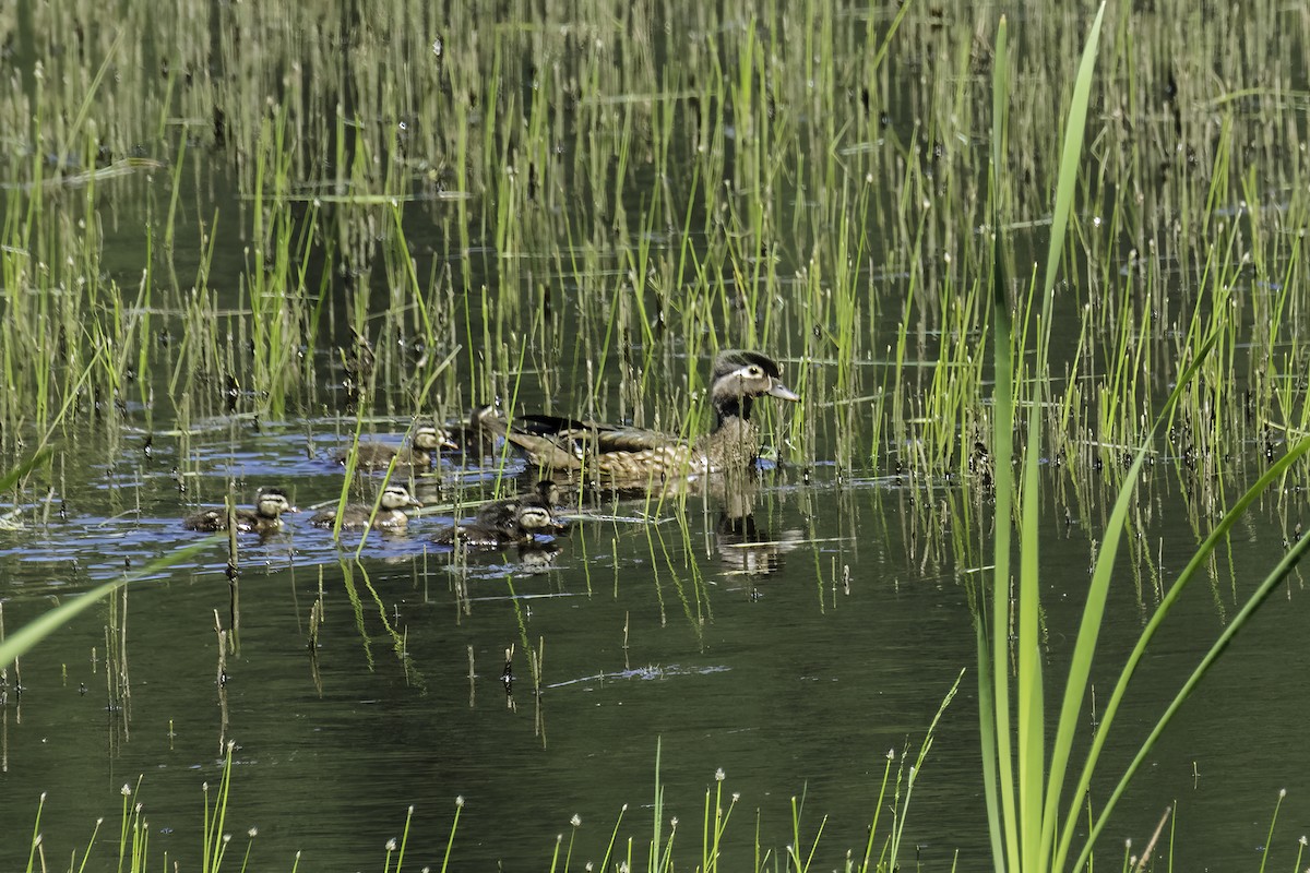 Wood Duck - ML642653145