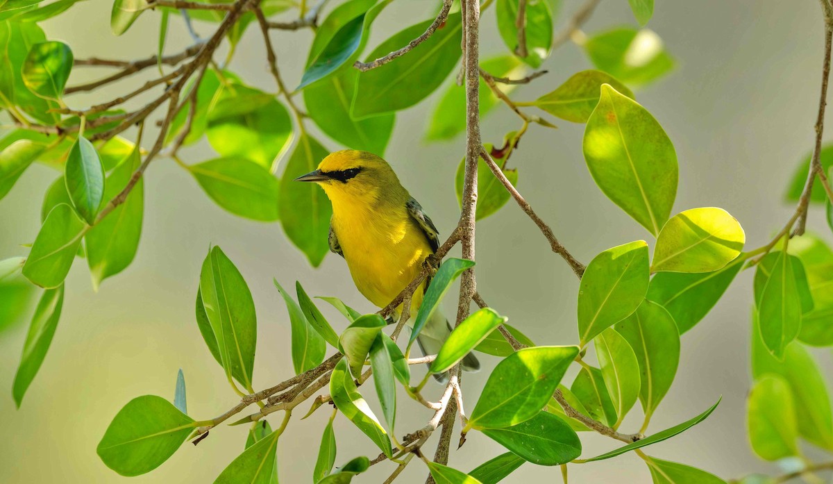 Blue-winged Warbler - ML642653168