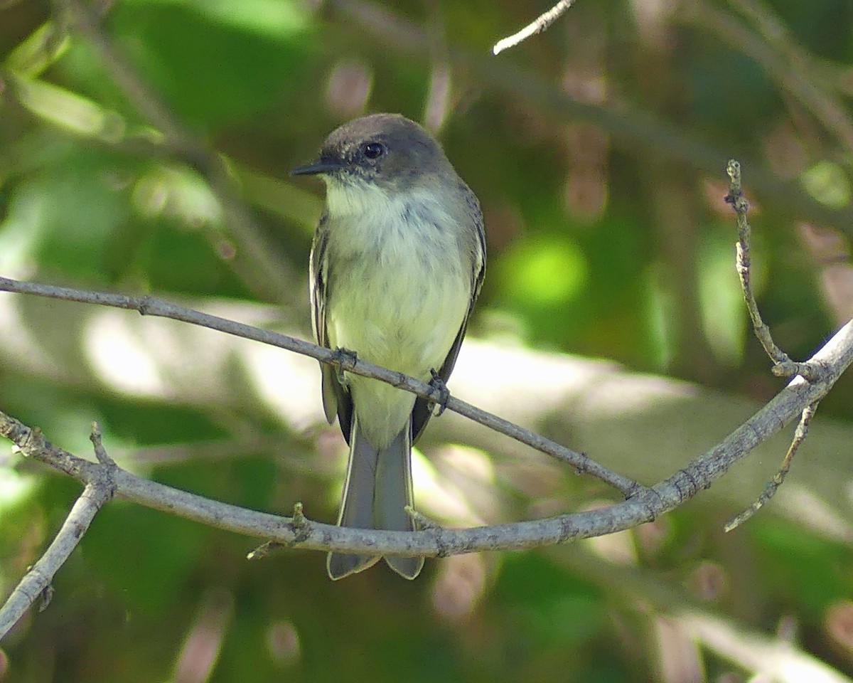Eastern Phoebe - ML642653172