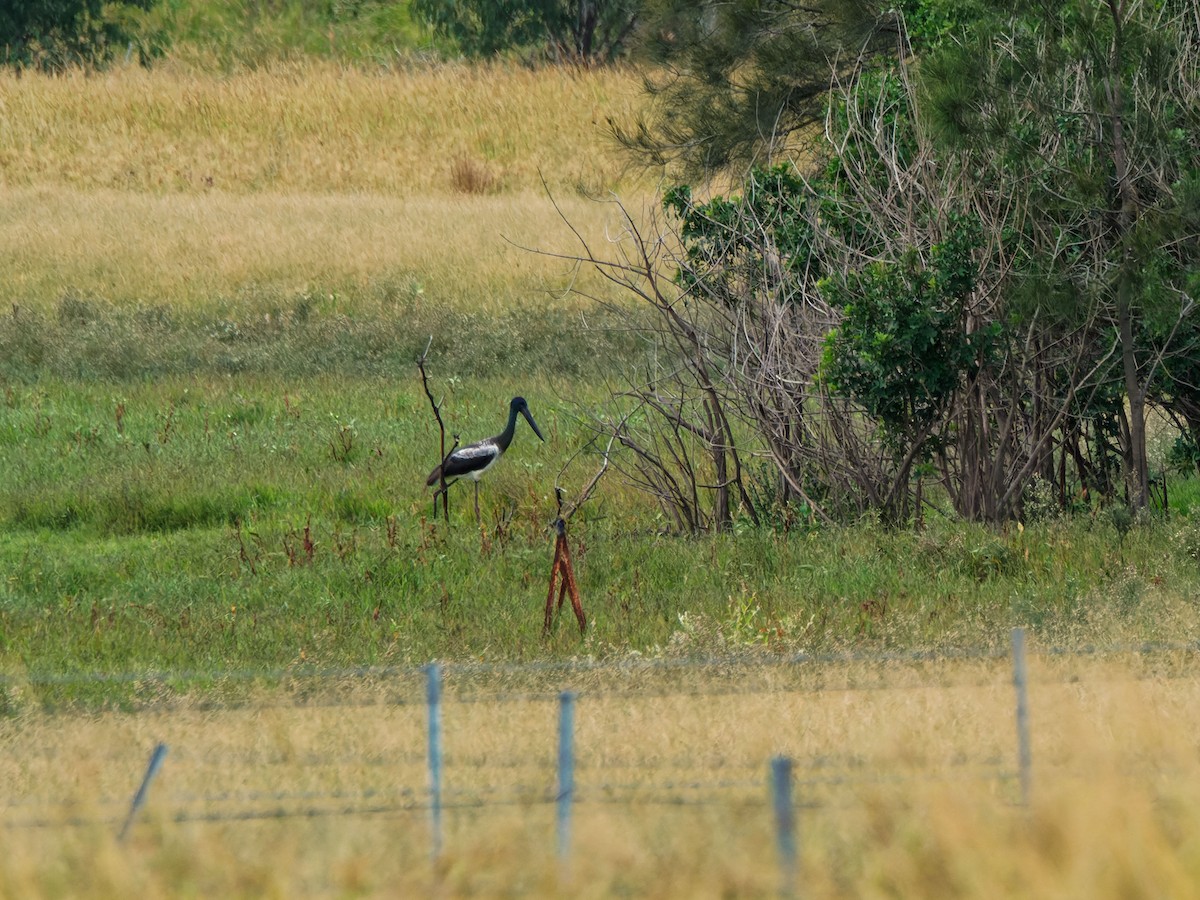 Black-necked Stork - ML642653173