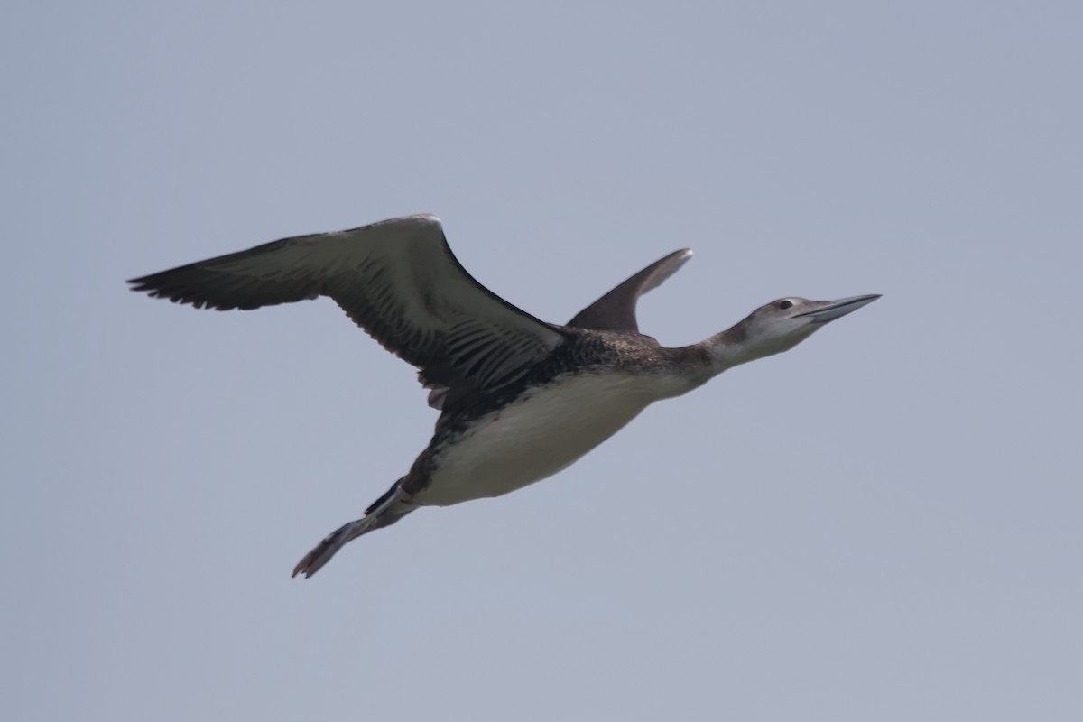 Common Loon - ML642653174