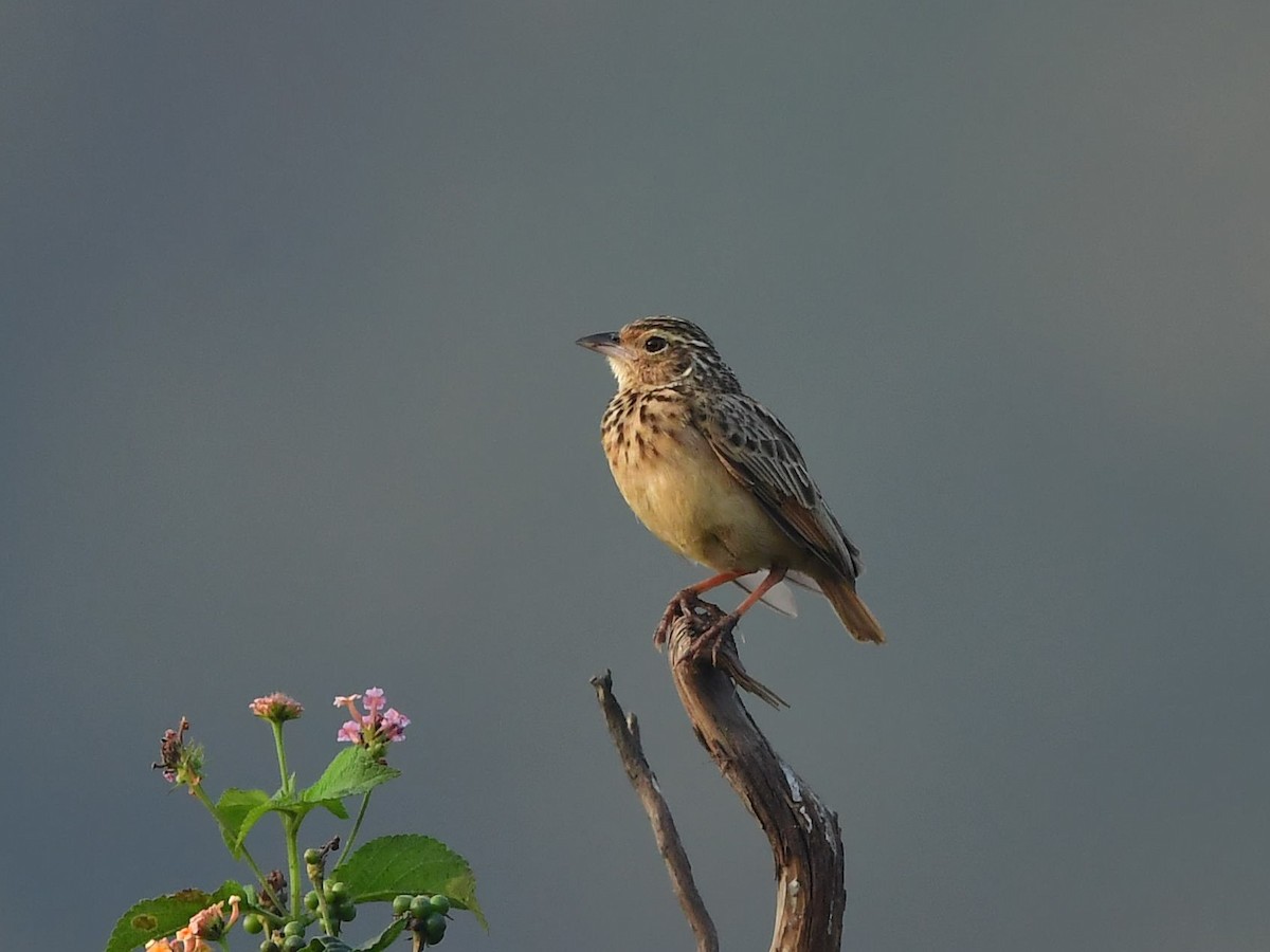 Jerdon's Bushlark - ML642653180