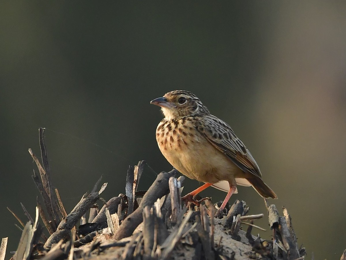 Jerdon's Bushlark - ML642653181