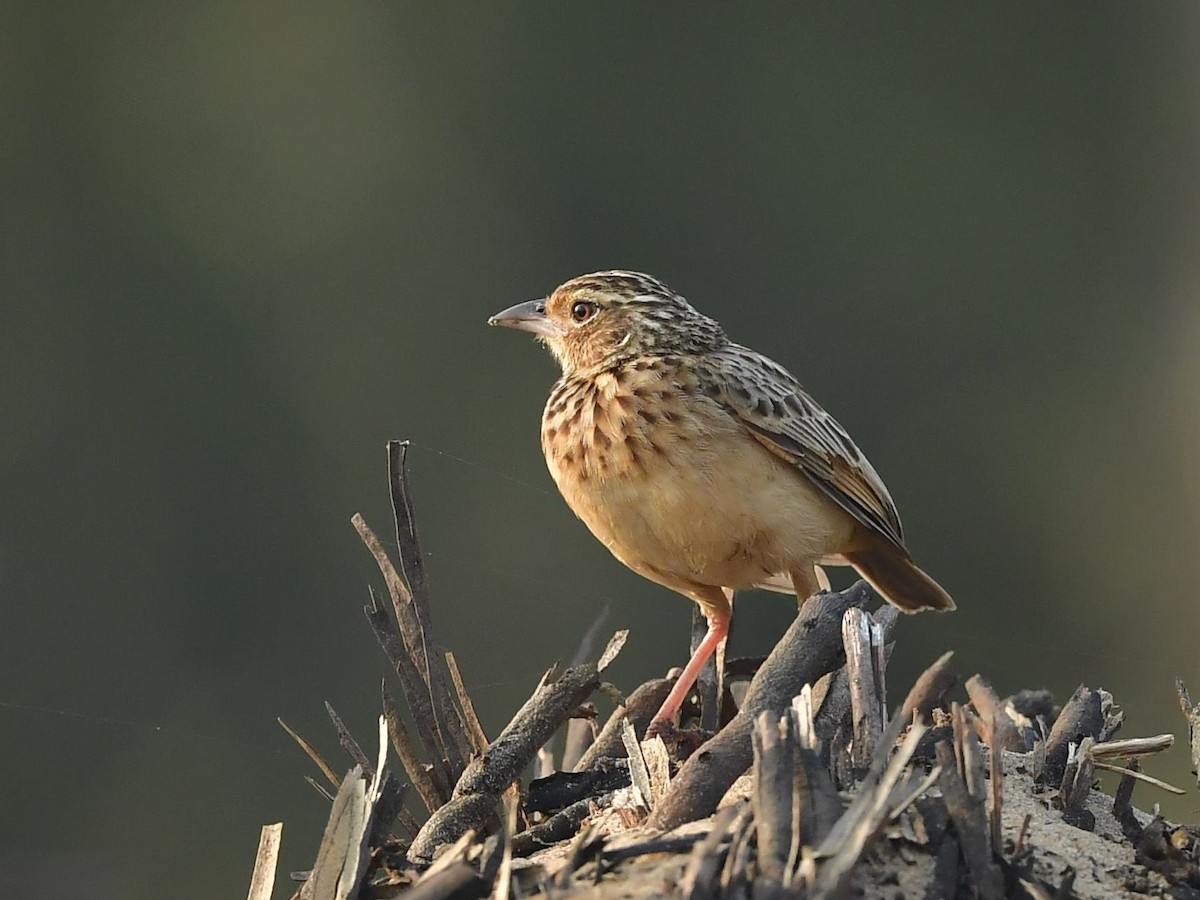 Jerdon's Bushlark - ML642653182
