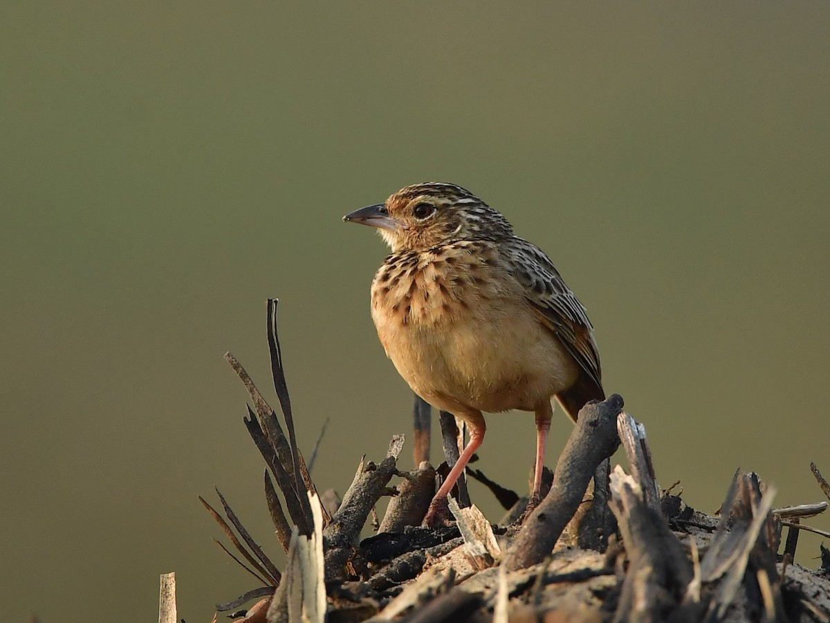 Jerdon's Bushlark - ML642653183